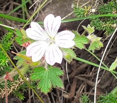 Geranium schlechteri