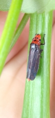 Aulacizes quadripunctata