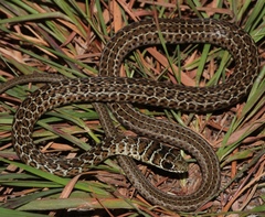 Psammophis zambiensis