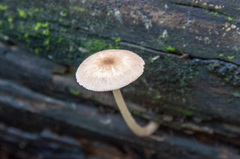 Pluteus semibulbosus