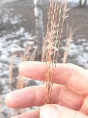 Miscanthus sinensis