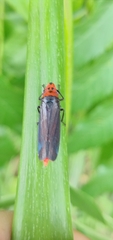 Aulacizes quadripunctata