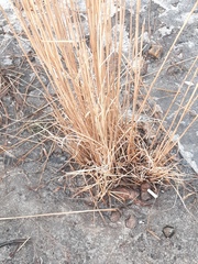 Miscanthus sinensis