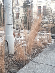 Miscanthus sinensis
