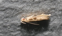 Idiophantis