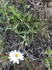 Dimorphotheca caulescens