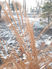 Miscanthus sinensis
