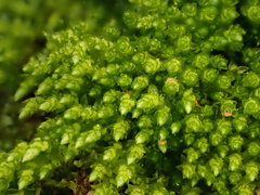 Bryum barnesii