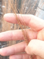 Miscanthus sinensis