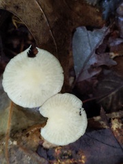Marasmius delectans