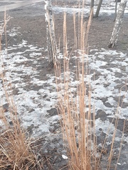 Miscanthus sinensis