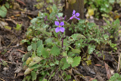 Orychophragmus violaceus