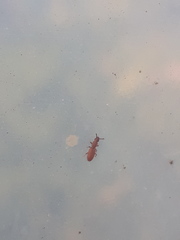 Oryzaephilus surinamensis