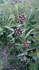 Oxypetalum arnottianum