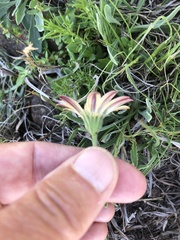 Dimorphotheca caulescens