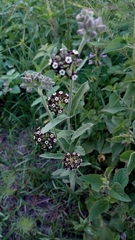 Oxypetalum arnottianum