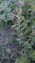 Oxypetalum arnottianum