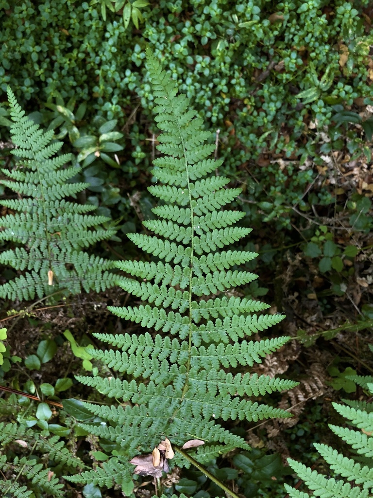 Bramble-fern