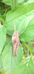 Xyleus discoideus discoideus