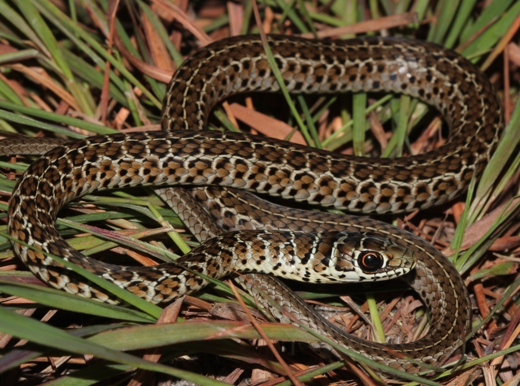 Zambian Whip Snake