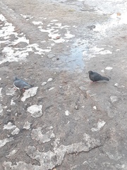 Columba livia domestica