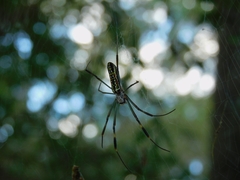 Trichonephila clavipes