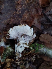 Phellodon confluens