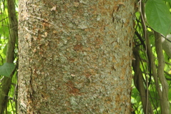 Bursera krusei