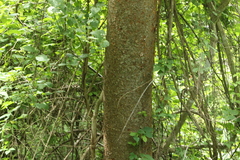 Bursera krusei