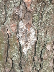 Athelia arachnoidea