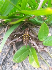 Hemeroplanes triptolemus