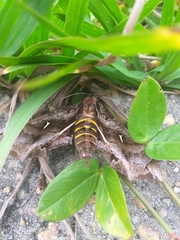 Hemeroplanes triptolemus