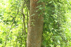 Bursera krusei