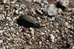 Carabus melancholicus