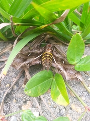 Hemeroplanes triptolemus