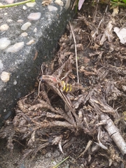 Hemeroplanes triptolemus