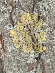 Xanthoria parietina