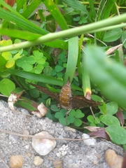 Hemeroplanes triptolemus