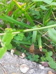 Hemeroplanes triptolemus