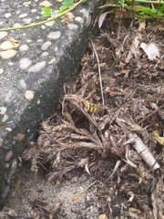 Hemeroplanes triptolemus