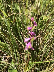 Disperis tysonii