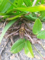 Hemeroplanes triptolemus
