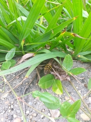 Hemeroplanes triptolemus