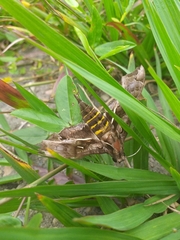Hemeroplanes triptolemus