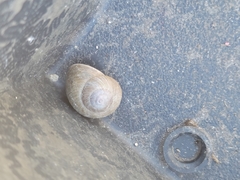 Xerarionta intercisa