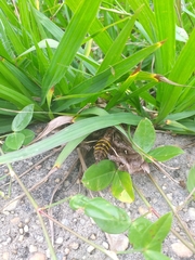 Hemeroplanes triptolemus