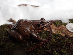 Rana ornativentris