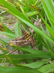 Hemeroplanes triptolemus
