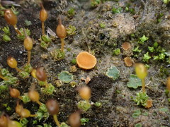 Octospora itzerottii