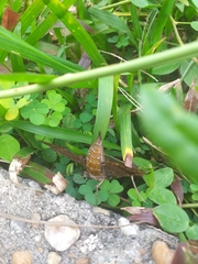 Hemeroplanes triptolemus